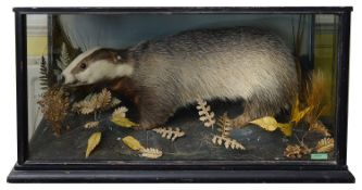 Taxidermy: A Victorian badger