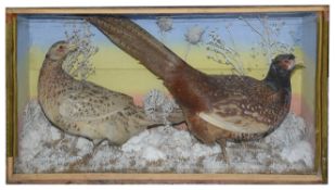 Taxidermy: A Victorian pair of common pheasants