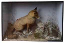 Taxidermy: A Victorian red box fox and a moorhen
