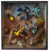 Taxidermy: A Victorian case of eleven tropical birds
