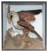 Taxidermy: A Victorian tropical bird of prey and a chameleon