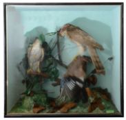 Taxidermy: A late Victorian case of a family of kestrels