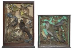 Taxidermy: A Victorian woodpecker, bullfinches, a greenfinch, others