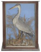 Taxidermy: A Victorian Heron