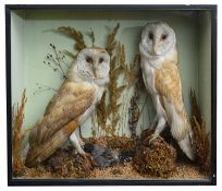 Taxidermy: A Victorian case of two barn owls