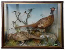 Taxidermy: A Victorian cased pair of common pheasants