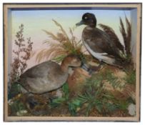 Taxidermy: Two Victorian ducks