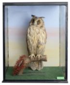 Taxidermy: An early 20th century long-eared owl