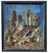 Taxidermy: A Victorian common mallard on the nest with ducklings