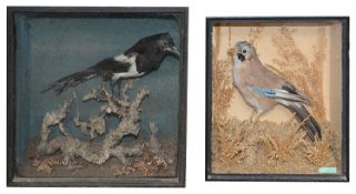 Taxidermy: A Victorian cased magpie and a jay