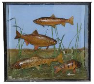 Taxidermy: A case of coarse fish by S. H. Ambrose
