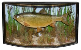 Taxidermy: A Victorian chub in the style of John Cooper