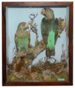 Taxidermy: Two Victorian Green Parrots by Henry Ward.