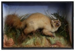 Taxidermy: A Victorian pine marten by James Gardner