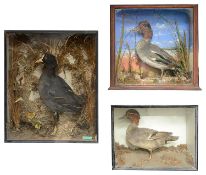 Taxidermy: a coot in a naturalistic setting; two teal