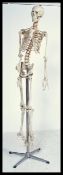 20TH CENTURY FULL SIZE COMPOSITE DOCTORS HOSPITAL SKELETON