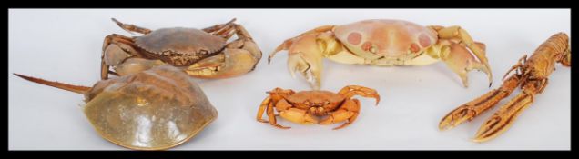 Natural History / Marine Life - A selection of dri
