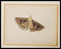 A 19th Century Georgian miniature watercolour painting of a moth possibly of a Mottled beauty.