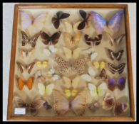 Entomology - A collection of taxidermy butterfly specimens, mostly of tropical origin set within a