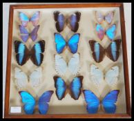 Entomology - A collection of taxidermy butterfly specimens having blue iridescent wings, mostly of