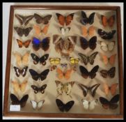 Entomology - A collection of taxidermy butterfly specimens having over ten different species, mostly