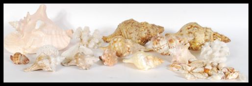 Natural History / Conchology - a selection of cora