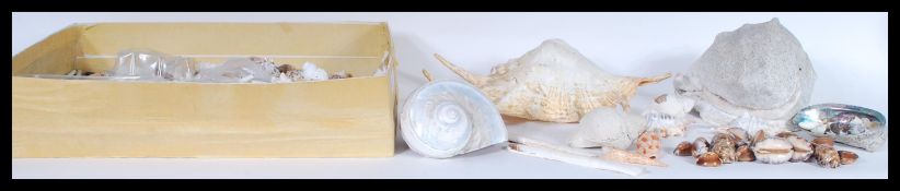 A collection of vintage sea shells, to include large shells such as conch, mother of pearl etc. 12cm