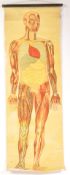 EARLY 20TH CENTURY RUDDIMAN JOHNSTON & CO LTD ANATOMICAL CHART