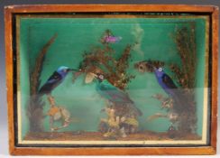 EARLY 20TH CENTURY TAXIDERMY ANTIQUE CASED HUMMING BIRDS