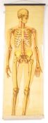 EARLY 20TH CENTURY RUDDIMAN JOHNSTON & CO LTD ANATOMICAL CHART