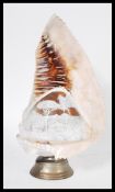 A large hand carved conch shell converted into a table lamp raised on screw off brass base. Hand
