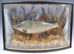 TAXIDERMY INTEREST CASED DIORAMA OF A ROACH FISH.