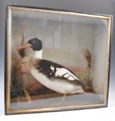 TAXIDERMY INTEREST FRAMED EXAMPLE OF A RED BREASTED MERGANSER.