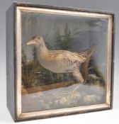 TAXIDERMY INTEREST FRAMED EXAMPLE OF A WATER RAIL BIRD.