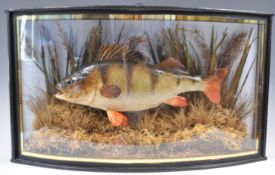 TAXIDERMY DIORAMA DEPICTING A PERCH FISH IN CURVED CASE.