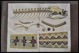 An unusual 20th century wooden framed anatomical p