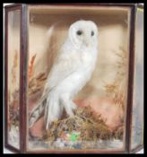 A 19th century Victorian cased Taxidermy example of a barn owl. Set to a naturalistic plinth base