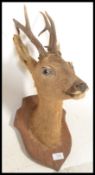 A vintage 20th Century French taxidermy young buck deer bust with six point antlers set to an