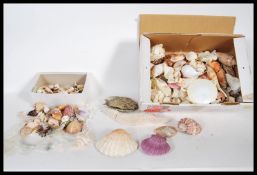 A large collection of seashell to include various specimen of sea snail, corals, clam's, conch