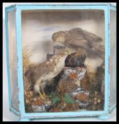 A 19th century Victorian cased Taxidermy example of a pair of Kestrels. Set to a naturalistic plinth