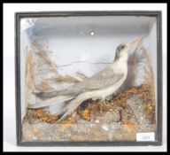 An early 20th Century ebonised cased taxidermy of a shoreline wading bird, possibly being a common