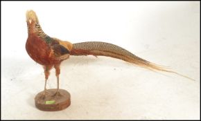 An early 20th Century taxidermy golden pheasant being raised on a wooden log base. 42cms high