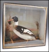TAXIDERMY INTEREST FRAMED EXAMPLE OF A RED BREASTE