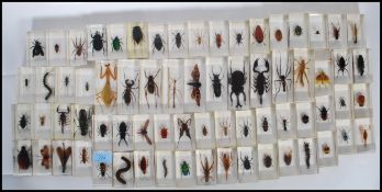 A large collection of contemporary taxidermy insects and arachnids, the insects and arachnids set