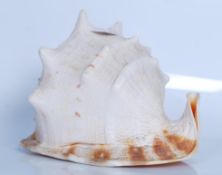 Strombus (Gigas) Lobatus; a Giant Conch shell measuring 26cm long, 22cm across and 20.5cm tall.
