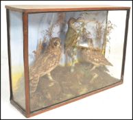 An early 20th Century cased taxidermy diorama having two owls and a woodpecker perched on a branch