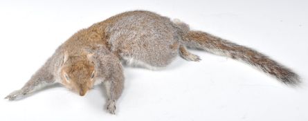 ANTIQUE TAXIDERMY WALL HANGING ENGLISH GREY SQUIRREL