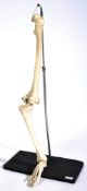VINTAGE MEDICAL EDUCATIONAL SKELETON LEG & FOOT