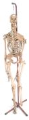 ORIGINAL VINTAGE LIFESIZE ANATOMICAL HUMAN SKELETON MEDICAL MODEL