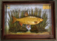 G. Whenlock Bolton Cased Roach: with white descriptive label faded but visible date 1928 c/w